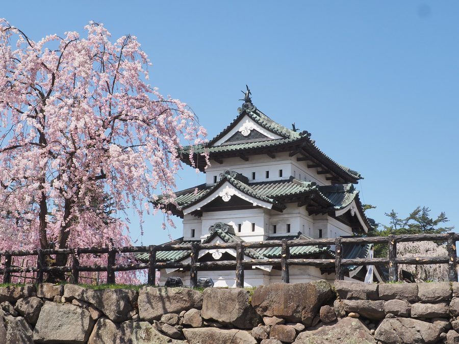 桜と弘前城（青森県弘前市）