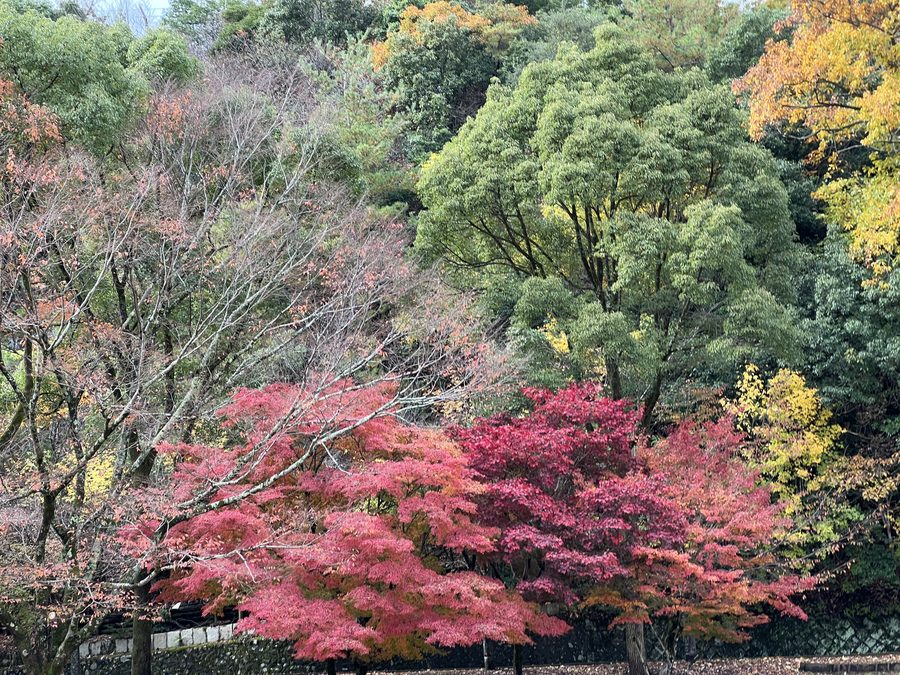 宝ヶ池公園の紅葉（京都市）
